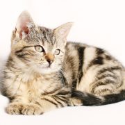 Comment donner un vermifuge à un chat ?