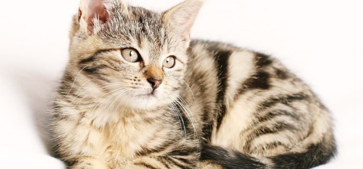 Comment donner un vermifuge à un chat ?