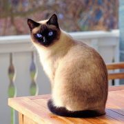Comment éduquer son chat ?