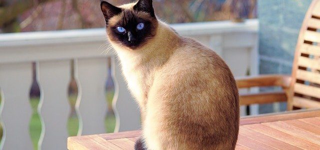 Comment éduquer son chat ?