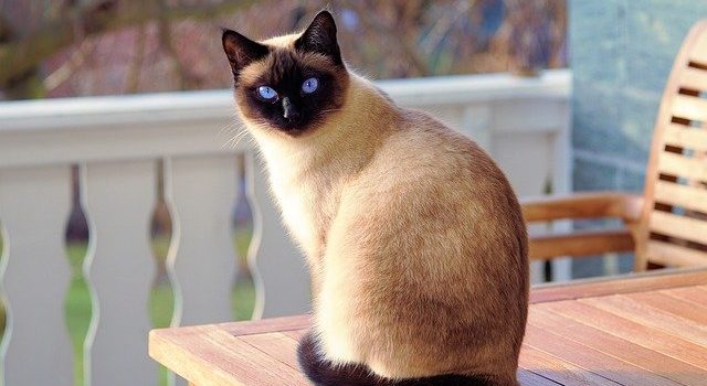Comment éduquer son chat ?