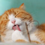 Comment brosser les dents d’un chat ? 