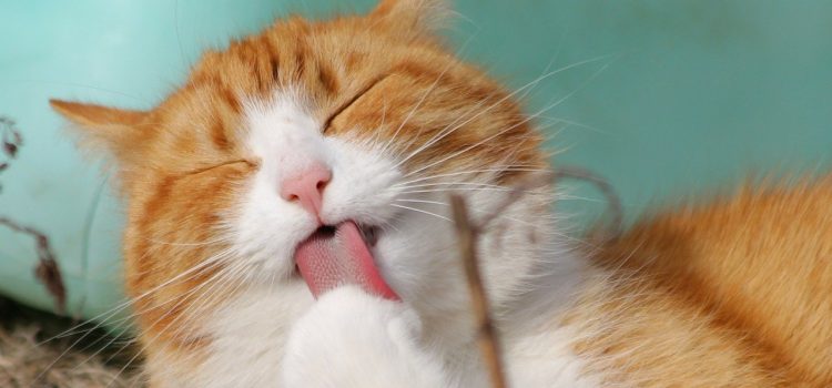 Comment brosser les dents d’un chat ? 