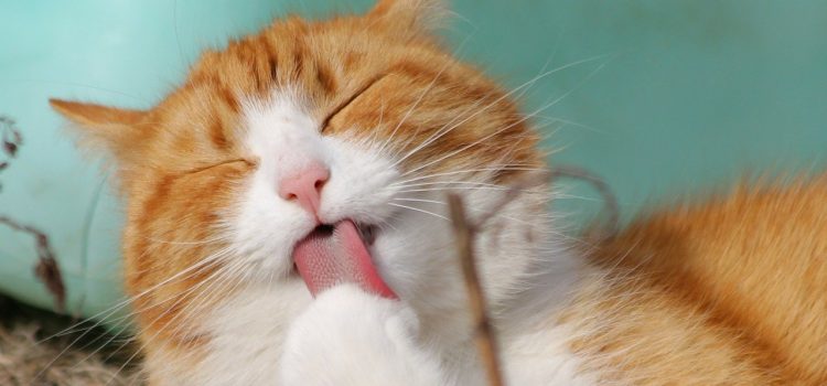 Comment brosser les dents d’un chat ?