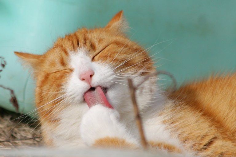 Comment brosser les dents d’un chat ? 