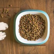 Comment choisir des croquettes pour mon chien ?