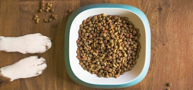 Comment choisir des croquettes pour mon chien ?