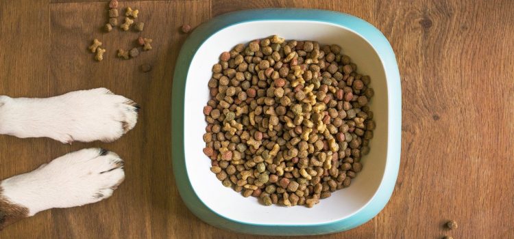 Comment choisir des croquettes pour mon chien ?