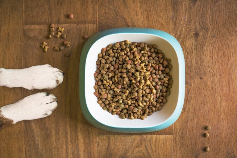 Comment choisir des croquettes pour mon chien ?