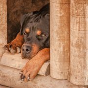 Comment construire une niche pour chien ?