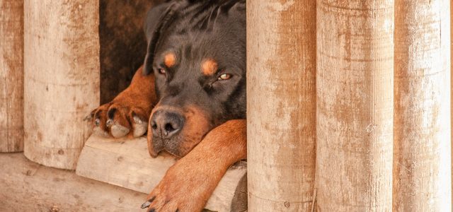 Comment construire une niche pour chien ?