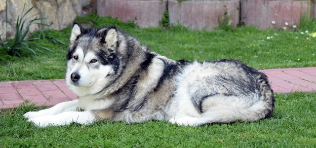 Comment apprendre à dresser un Malamute ?
