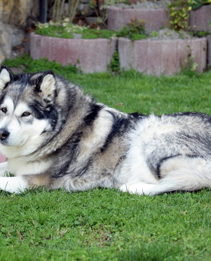 Comment apprendre à dresser un Malamute ?
