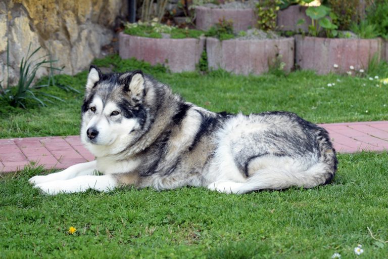 Comment apprendre à dresser un Malamute ?