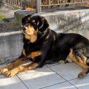 Conseils pour savoir comment dresser un rottweiler