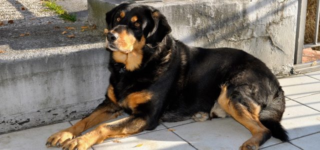 Conseils pour savoir comment dresser un rottweiler