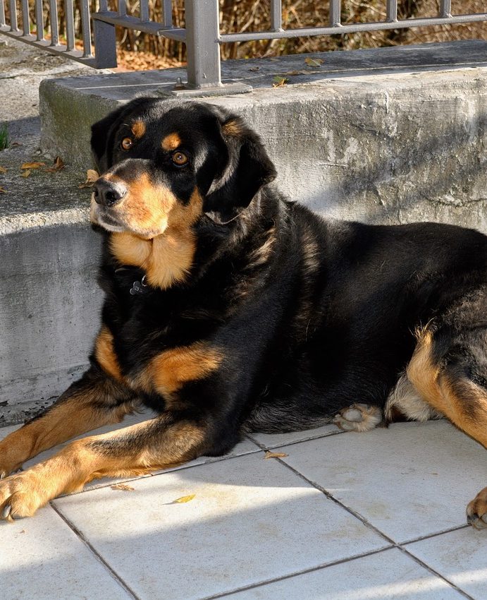 Conseils pour savoir comment dresser un rottweiler