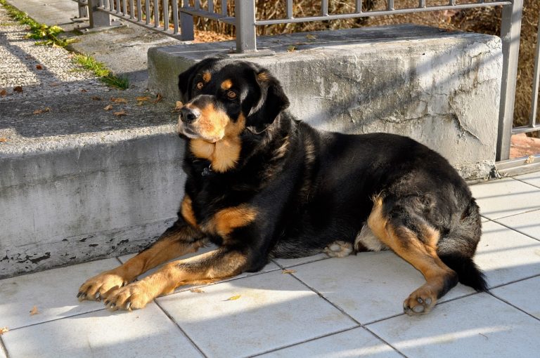 Conseils pour savoir comment dresser un rottweiler