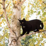 Comparatif arbre à chat design