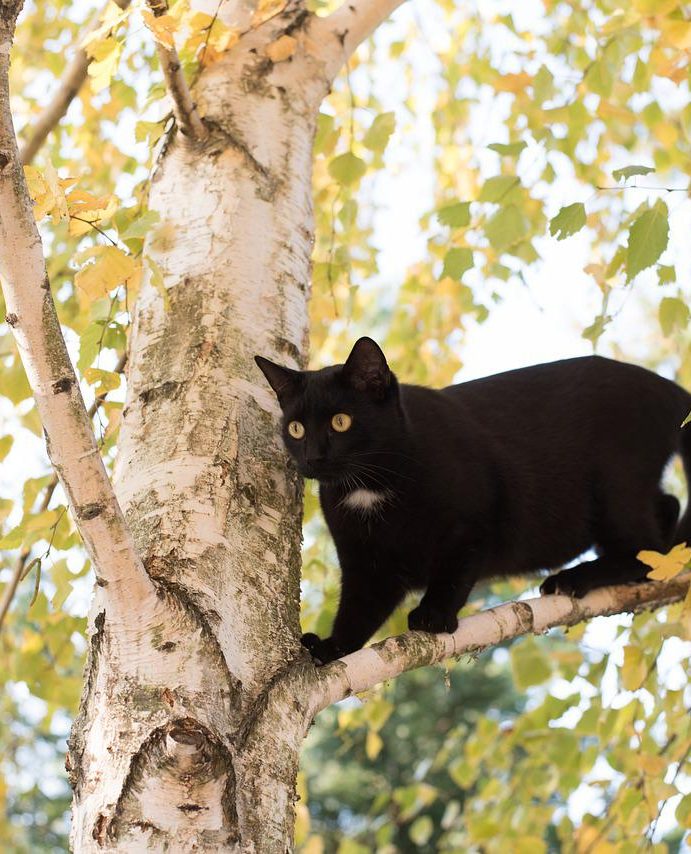 Comparatif arbre à chat design