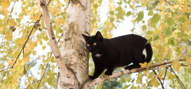 Comparatif arbre à chat design
