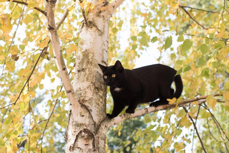 Comparatif arbre à chat design